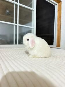 adorable holland lop baby bunnies - Photo 8