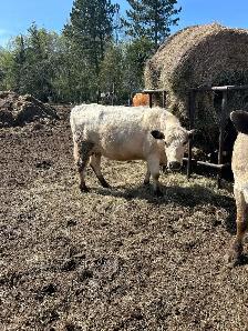 bred cow with heifer calf at side