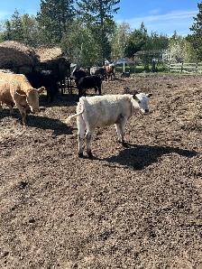 bred cow with heifer calf at side - Photo 2