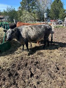 bred cow with heifer calf at side - Photo 3