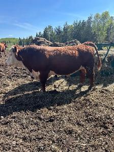 bred cow with heifer calf at side - Photo 4