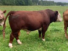 bred cow with heifer calf at side - Photo 5