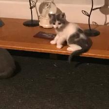 Male kitten grey and white  in Ste Anne Manitoba