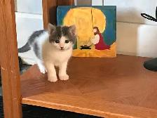 Male kitten grey and white  in Ste Anne Manitoba - Photo 2