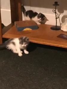 Male kitten grey and white  in Ste Anne Manitoba - Photo 3