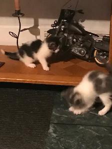 Male kitten grey and white  in Ste Anne Manitoba - Photo 5
