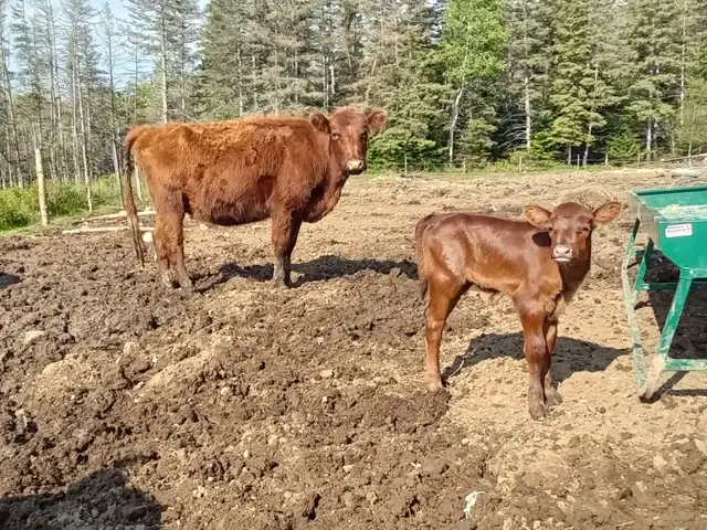 Heifer calf