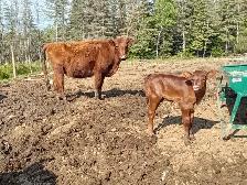 Heifer calf