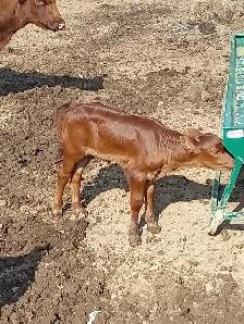 Heifer calf - Photo 2