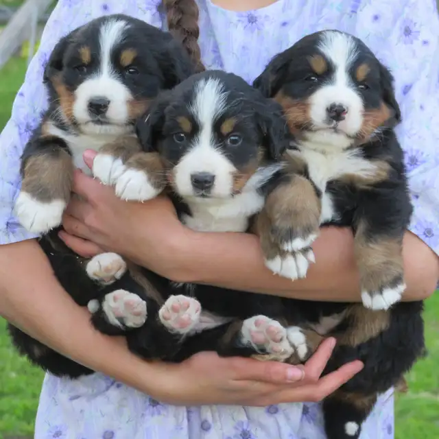Strikingly Beautiful Bernese Mtn Puppies!