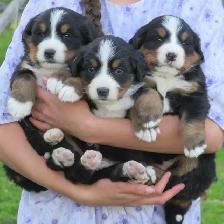 Strikingly Beautiful Bernese Mtn Puppies!