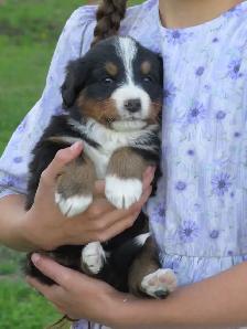 Strikingly Beautiful Bernese Mtn Puppies! - Photo 2