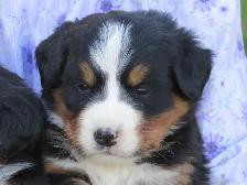 Strikingly Beautiful Bernese Mtn Puppies! - Photo 3