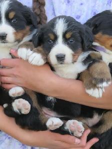 Strikingly Beautiful Bernese Mtn Puppies! - Photo 4