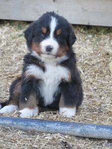 Strikingly Beautiful Bernese Mtn Puppies! - Photo 5