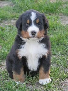 Strikingly Beautiful Bernese Mtn Puppies! - Photo 6
