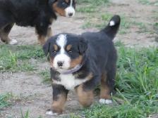 Strikingly Beautiful Bernese Mtn Puppies! - Photo 7