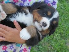 Strikingly Beautiful Bernese Mtn Puppies! - Photo 8