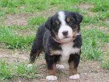 Strikingly Beautiful Bernese Mtn Puppies! - Photo 9