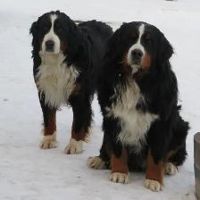 Strikingly Beautiful Bernese Mtn Puppies! - Photo 10