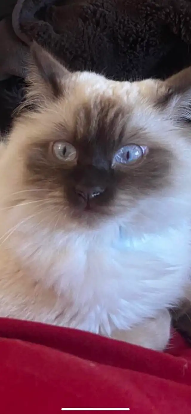 ragdoll cat