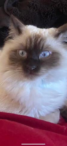 ragdoll cat