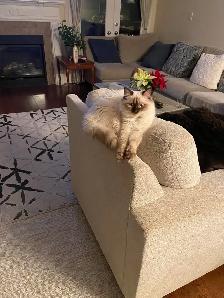 ragdoll cat - Photo 2