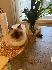 ragdoll cat - Photo 3