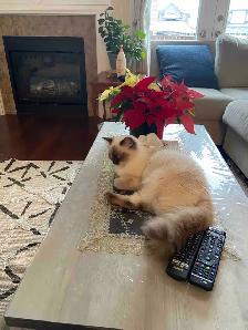 ragdoll cat - Photo 4