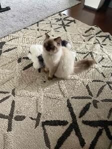 ragdoll cat - Photo 5