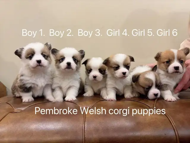 2 month old welsh corgi puppies ready to go