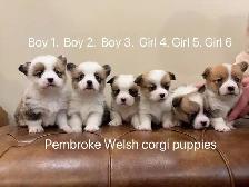 2 month old welsh corgi puppies ready to go
