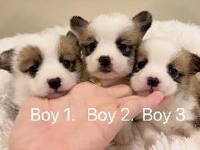2 month old welsh corgi puppies ready to go - Photo 2