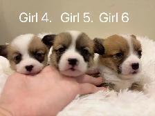 2 month old welsh corgi puppies ready to go - Photo 3