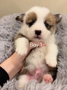 2 month old welsh corgi puppies ready to go - Photo 4