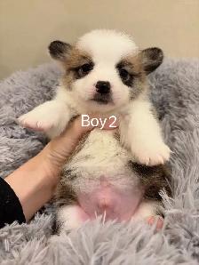 2 month old welsh corgi puppies ready to go - Photo 5