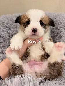2 month old welsh corgi puppies ready to go - Photo 6