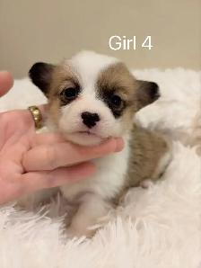 2 month old welsh corgi puppies ready to go - Photo 7