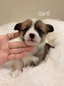 2 month old welsh corgi puppies ready to go - Photo 8