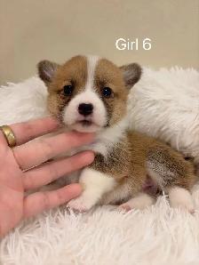 2 month old welsh corgi puppies ready to go - Photo 9