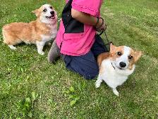 2 month old welsh corgi puppies ready to go - Photo 10