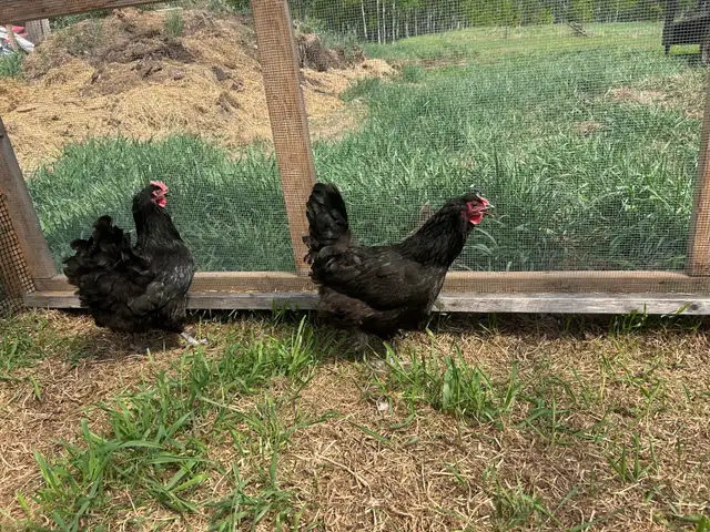 chickens