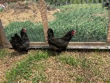 chickens