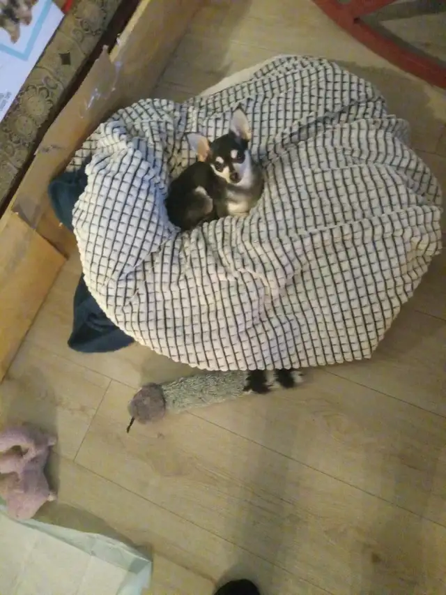 Chien Chihuahua