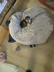 Chien Chihuahua