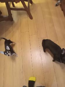 Chien Chihuahua - Photo 2