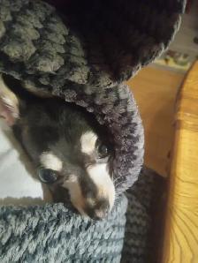 Chien Chihuahua - Photo 3