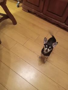 Chien Chihuahua - Photo 4