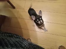 Chien Chihuahua - Photo 5