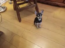 Chien Chihuahua - Photo 6